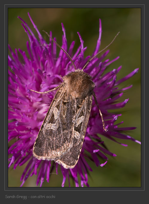 Lepidotteri abruzzesi