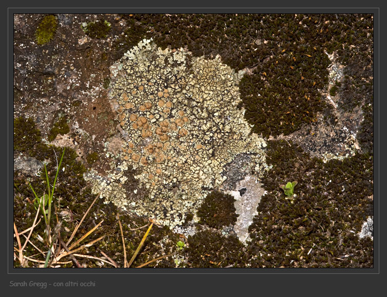 Lecanora muralis s.l.