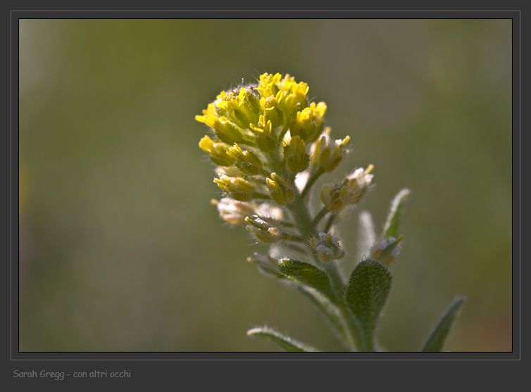 Alyssum simplex / Alisso campestre