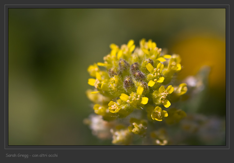 Alyssum simplex / Alisso campestre