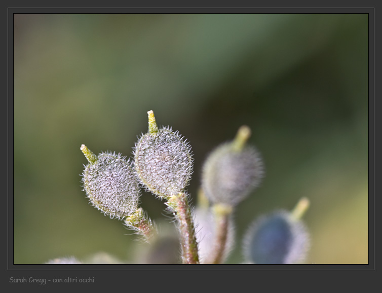 Alyssum simplex / Alisso campestre