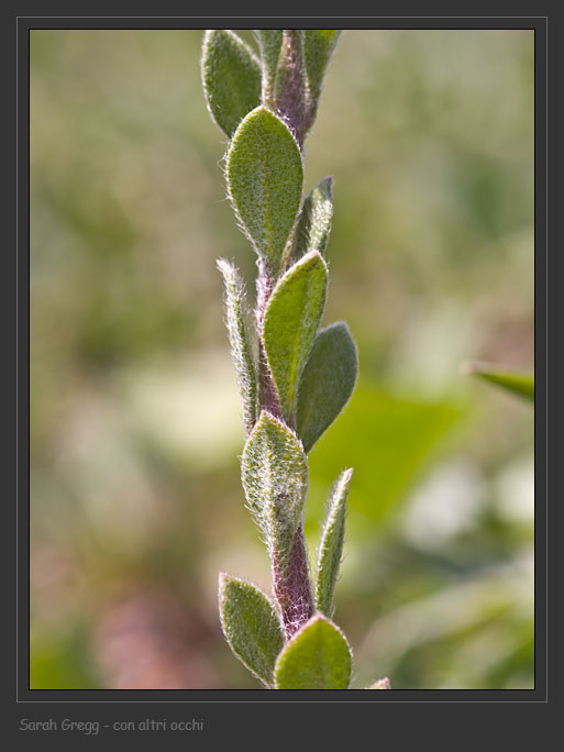 Alyssum simplex / Alisso campestre