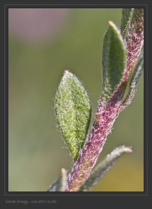 Alyssum simplex / Alisso campestre