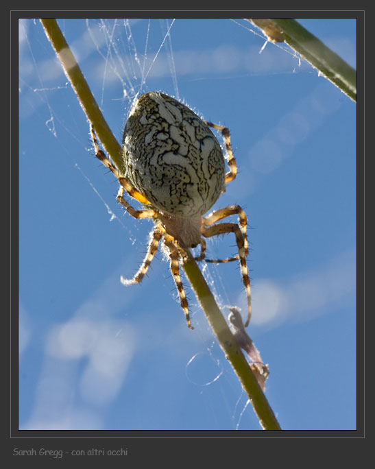 Visto che ci sono... Araneidae