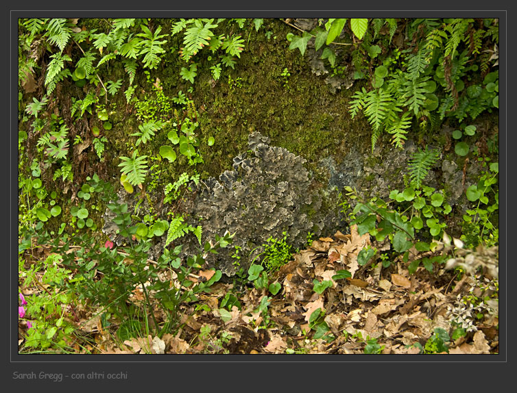 Peltigera praetexta