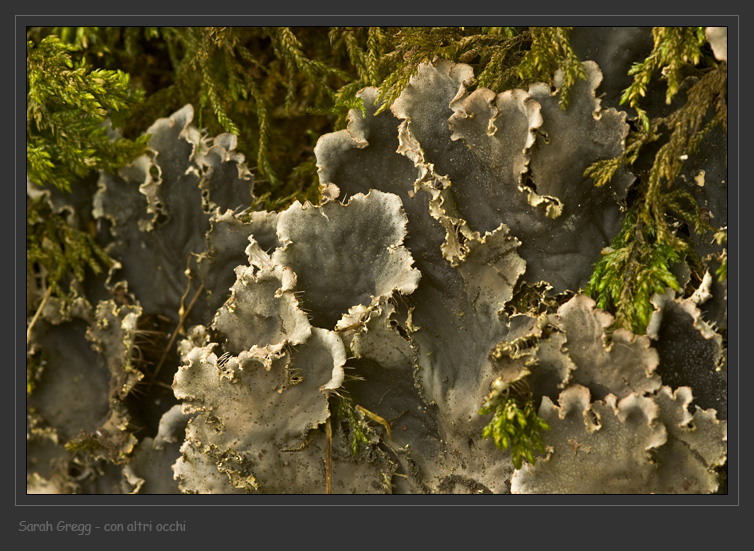 Peltigera praetexta