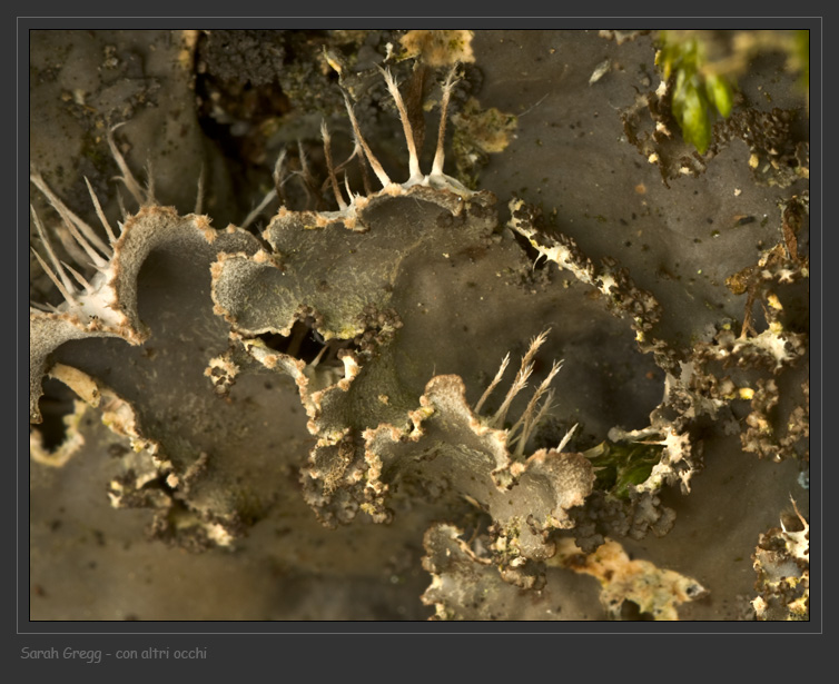 Peltigera praetexta