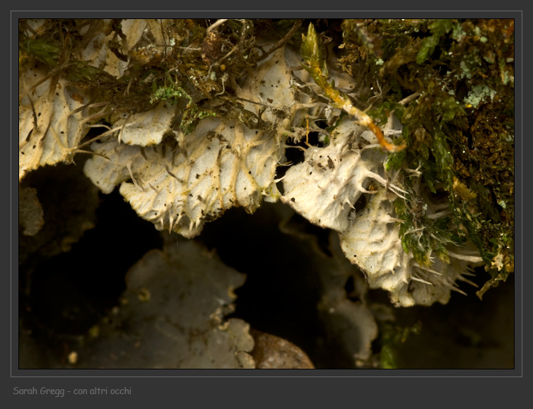 Peltigera praetexta