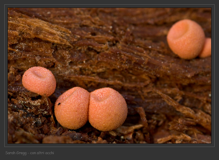 Lycogala epidendron?