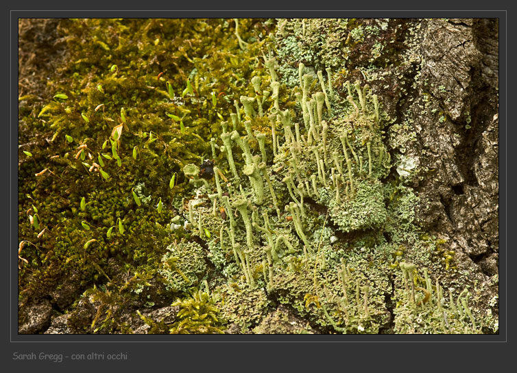 Cladonia fimbriata