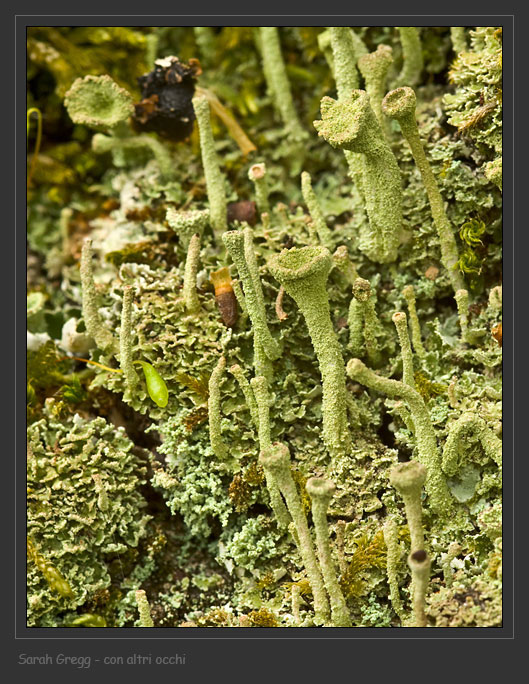 Cladonia fimbriata