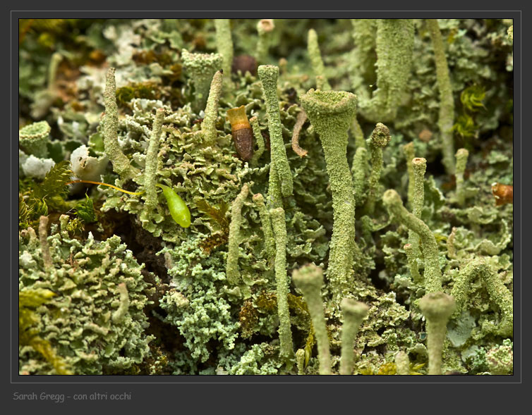 Cladonia fimbriata