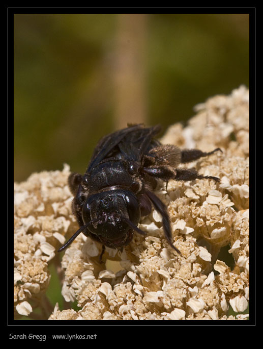 Andrena sp. femmina