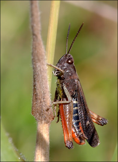 Glyptobothrus brunneus...credo..