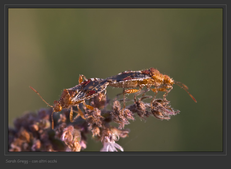 Coreidae?