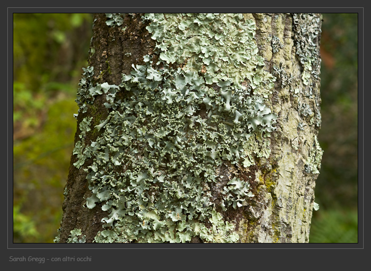 Parmotrema perlatum