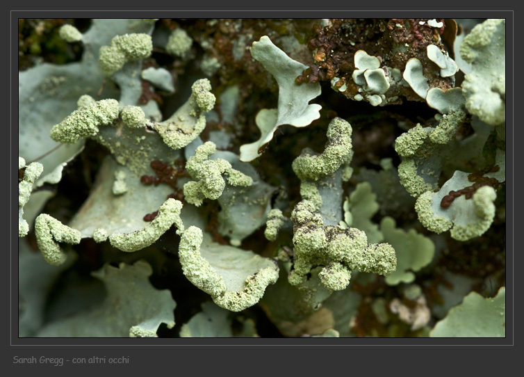 Parmotrema perlatum