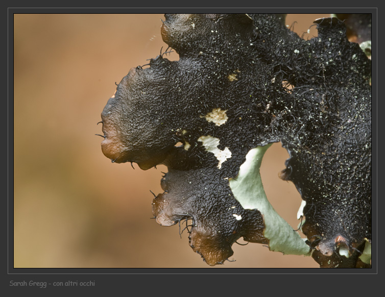 Parmotrema perlatum