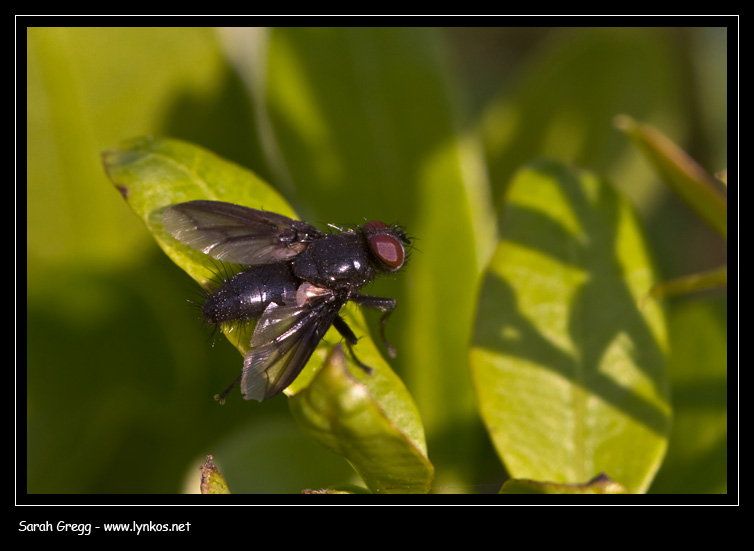 Nyctia halterata