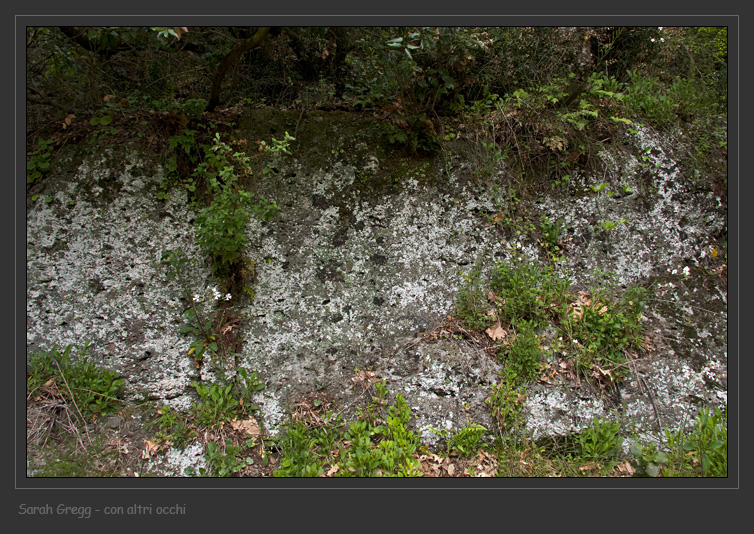 Leprocaulon microscopicum