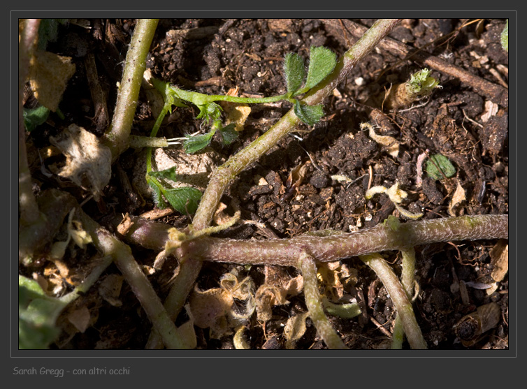 Alyssum simplex / Alisso campestre