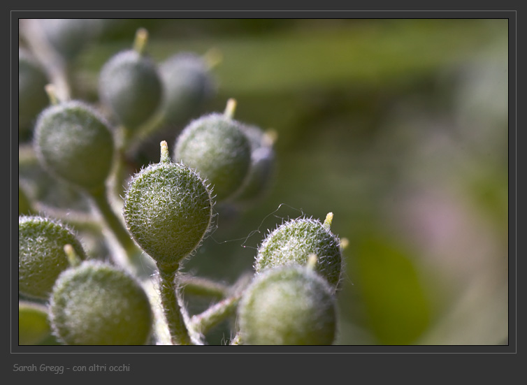 Alyssum simplex / Alisso campestre