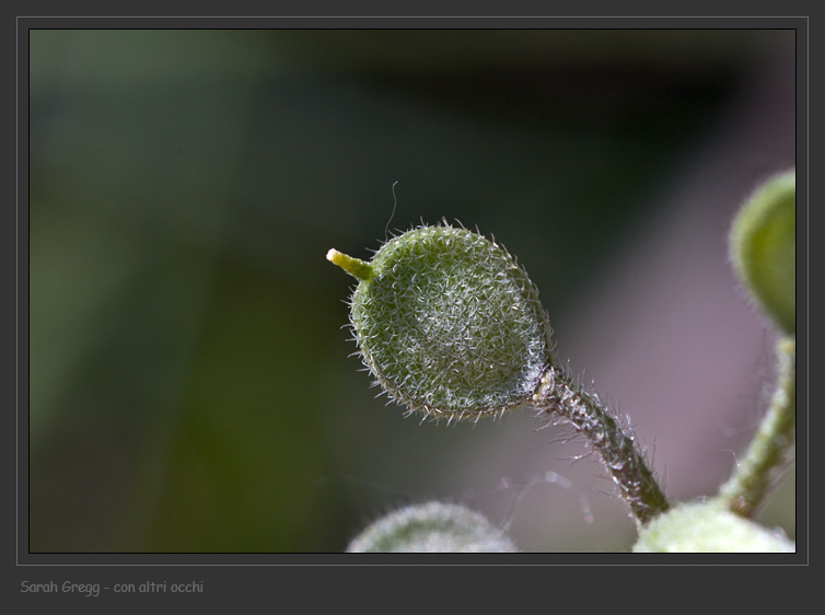 Alyssum simplex / Alisso campestre