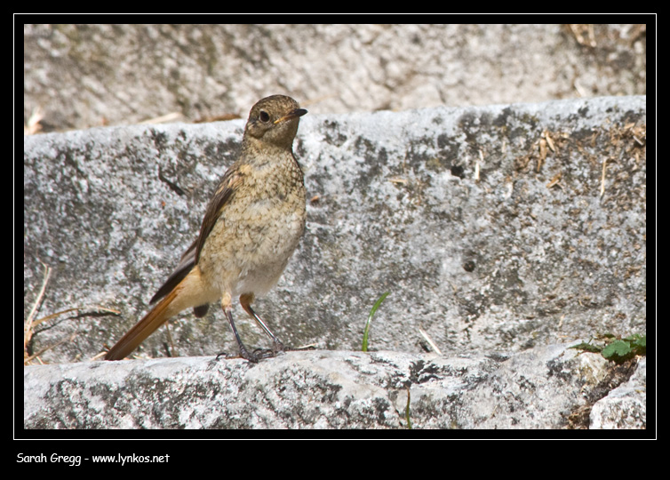 Compagnia alata