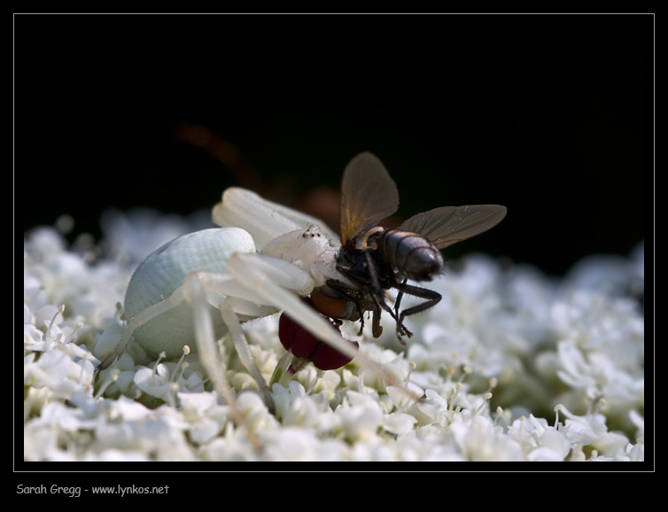 Il mistero della morte (scene di predazione di Thomisidae)