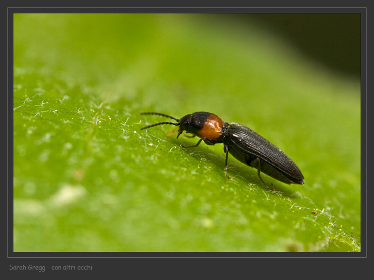 Cardiophorus collaris?