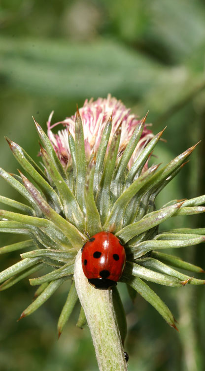 coccinella