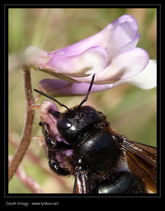 Impollinazione...ma non solo...(perforazione del calice)