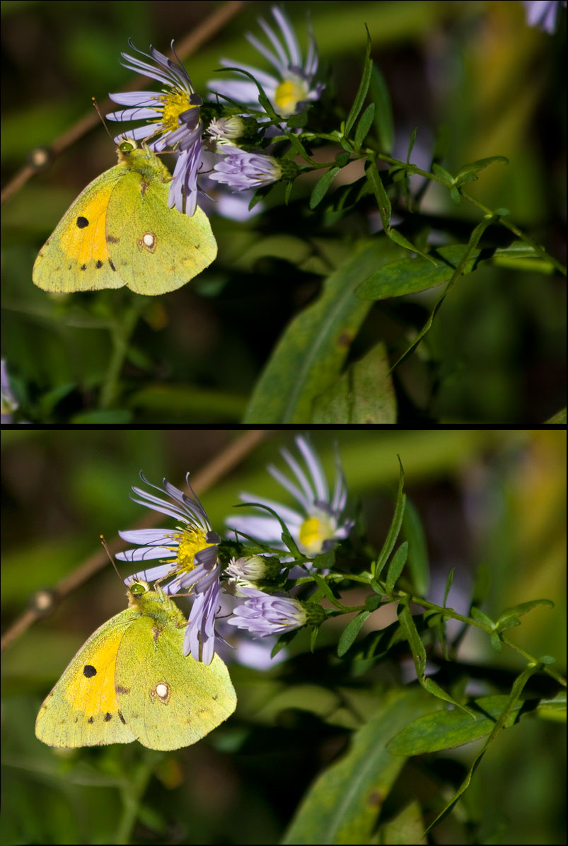 Colias crocea