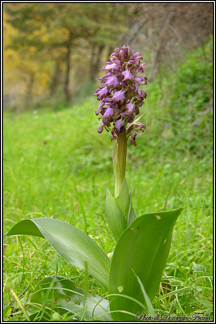 Barlia robertiana