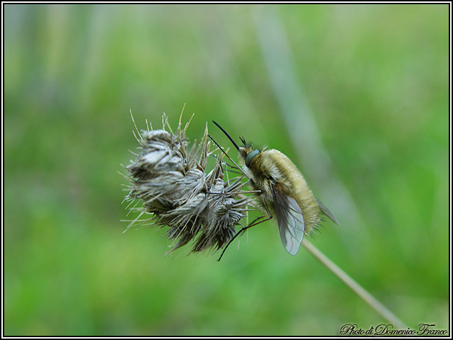 Bombyliidae da identificare