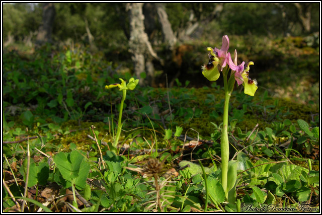 il meglio fiore 2008