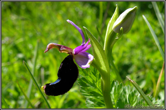 il meglio fiore 2008