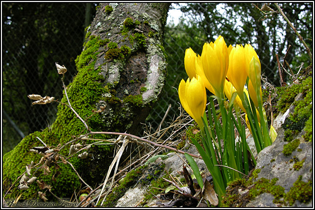 Fiori autunnali