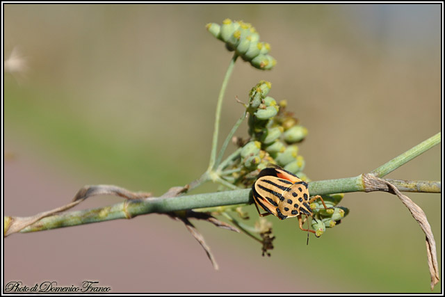 Consiglio attrezzatura fotografica