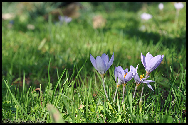 Fiori autunnali