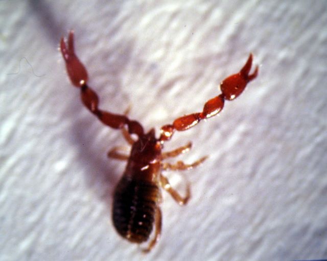 Pseudoscorpionida