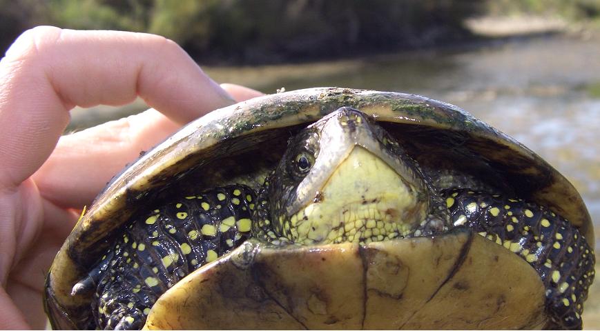 Emys orbicularis (Lazio doc)