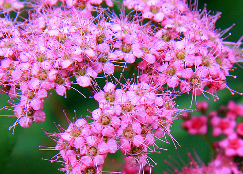 Spiraea japonica (pianta coltivata)