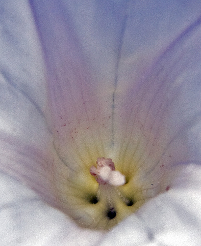 Convolvulus arvensis