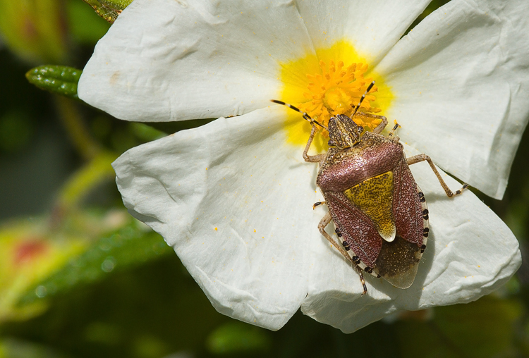 Dolycoris baccarum