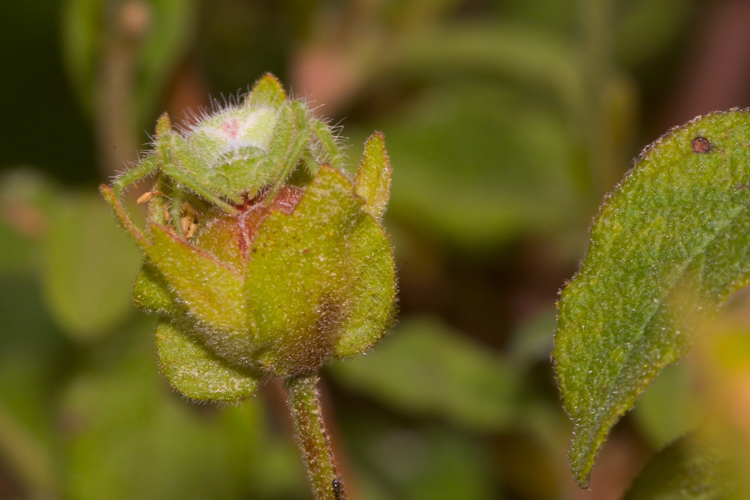 Heriaeus sp.