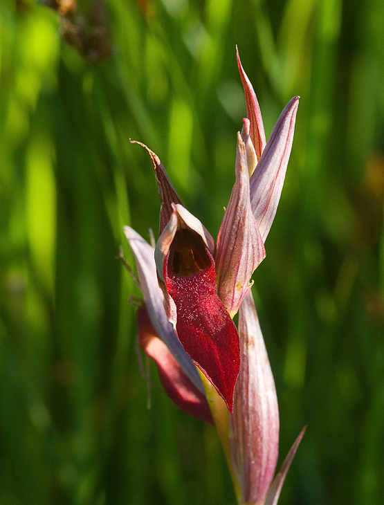 Serapias sp. da determinare