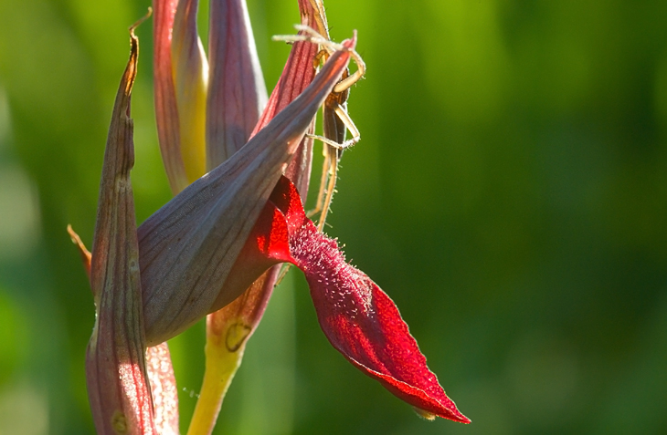 Serapias sp. da determinare