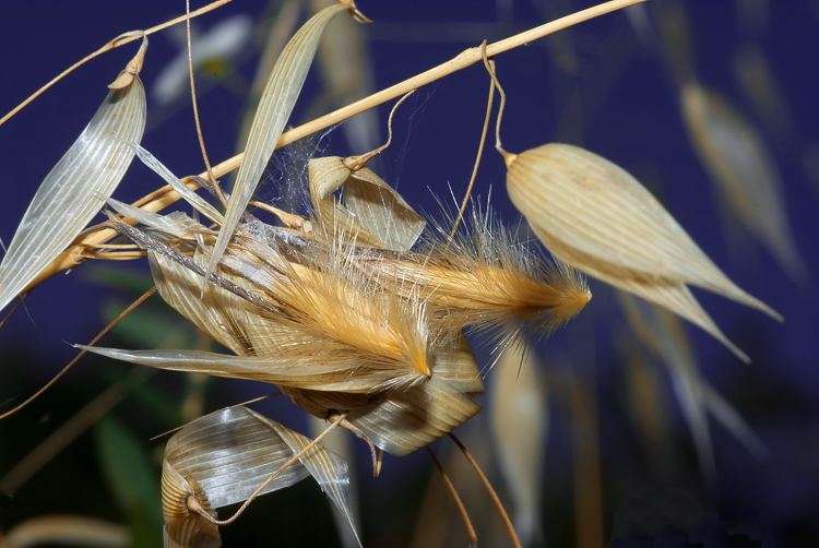 Salticidae tra glume di avena e Thomisus con ovisacco