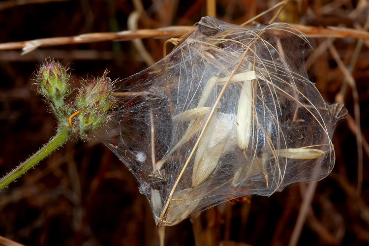 Salticidae tra glume di avena e Thomisus con ovisacco